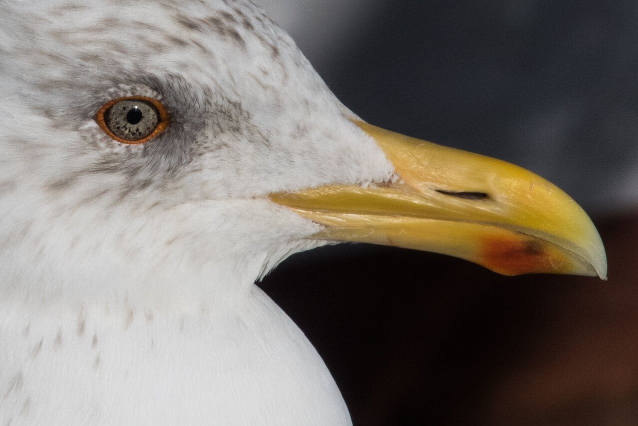 Möwe 2.jpg