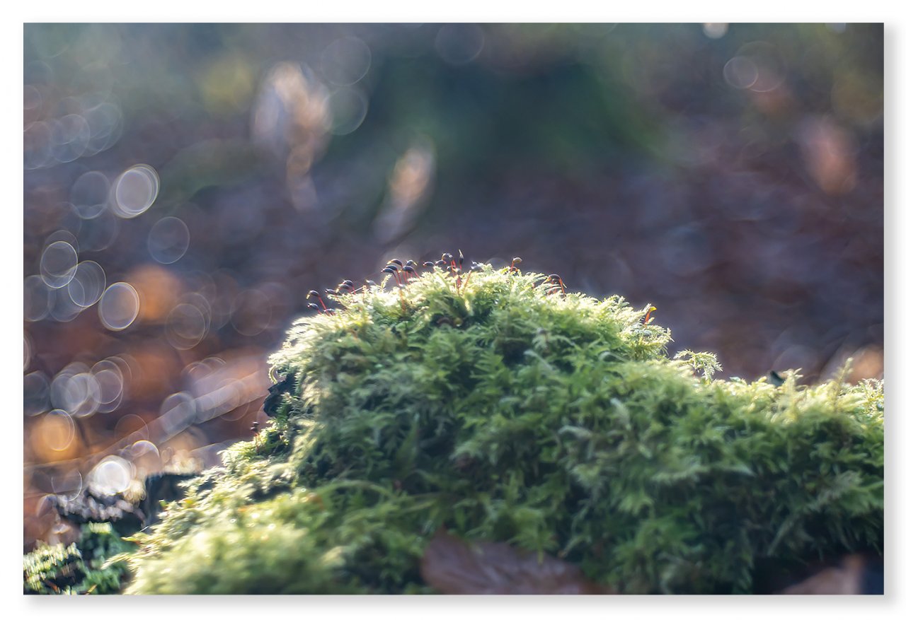 moss-fairies-1400px.jpg