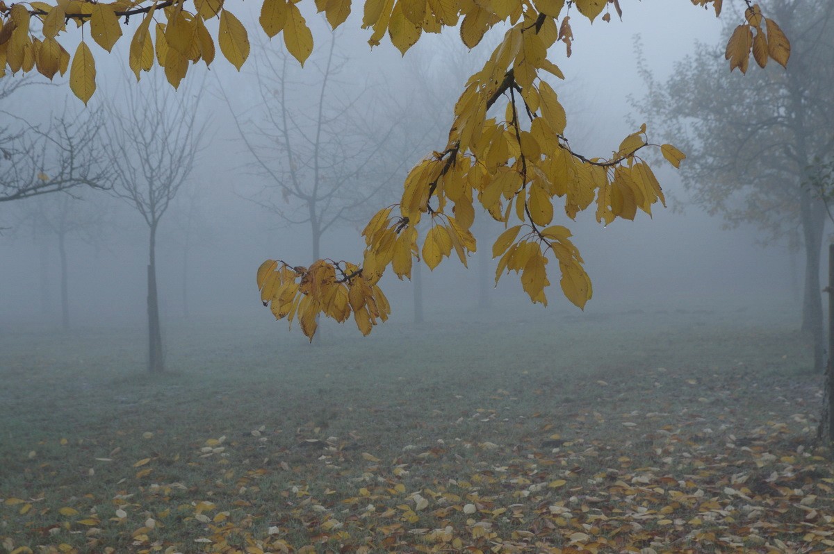 Nebel hat s.jpg