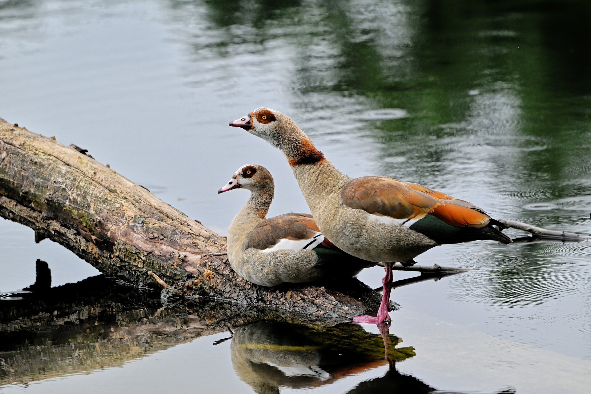 nilgänse.jpg