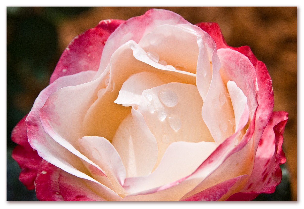 Nostalgie-Rose-MB.jpg
