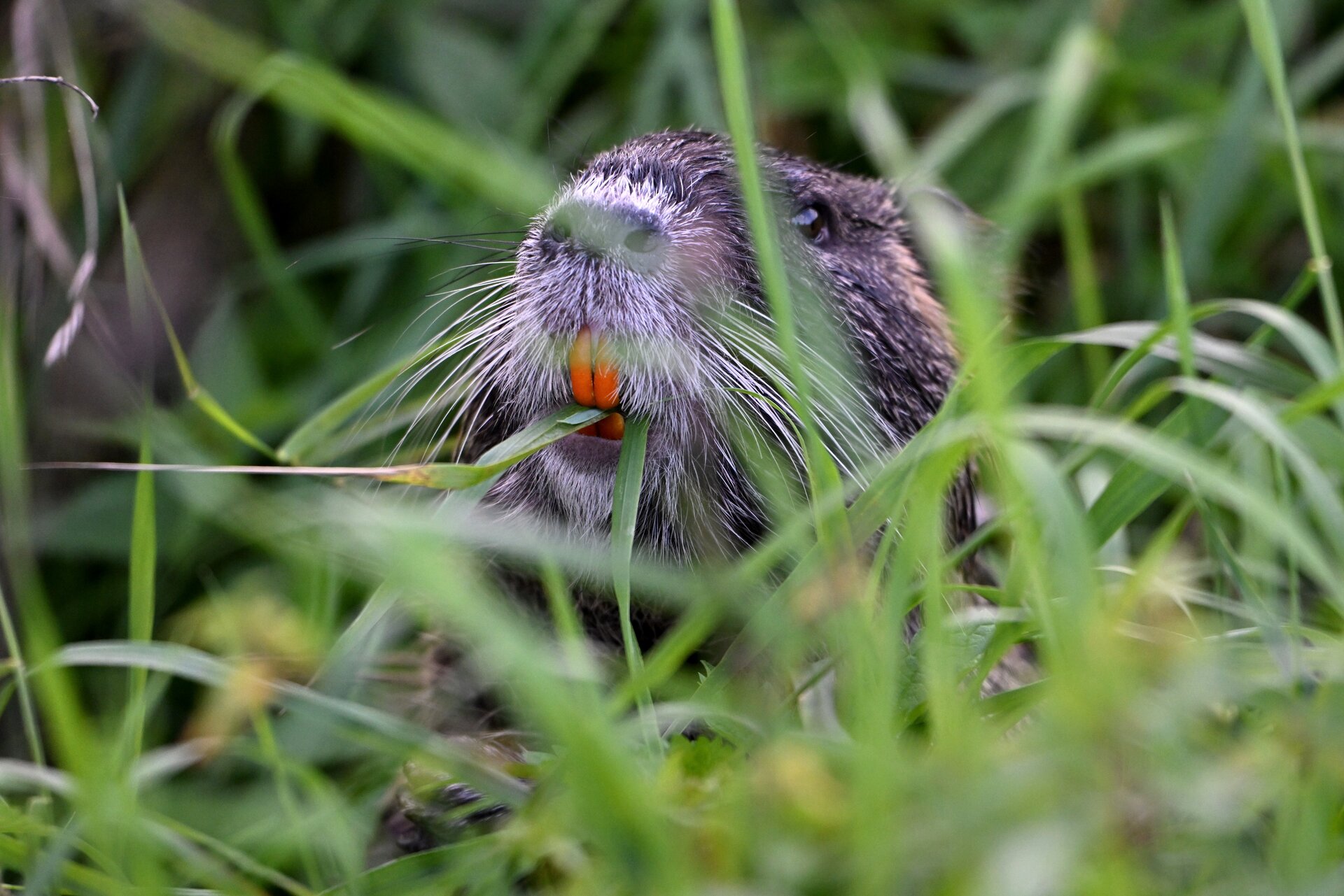 nutria1.jpg