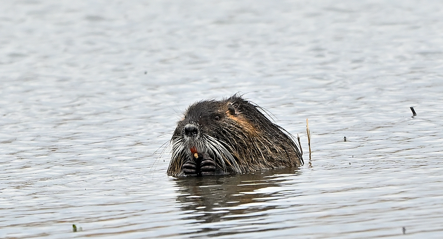 nutria1.JPG