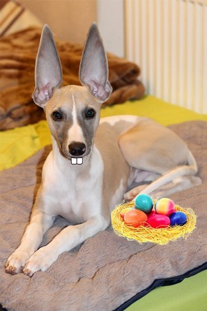 Osterwhippet3.jpg