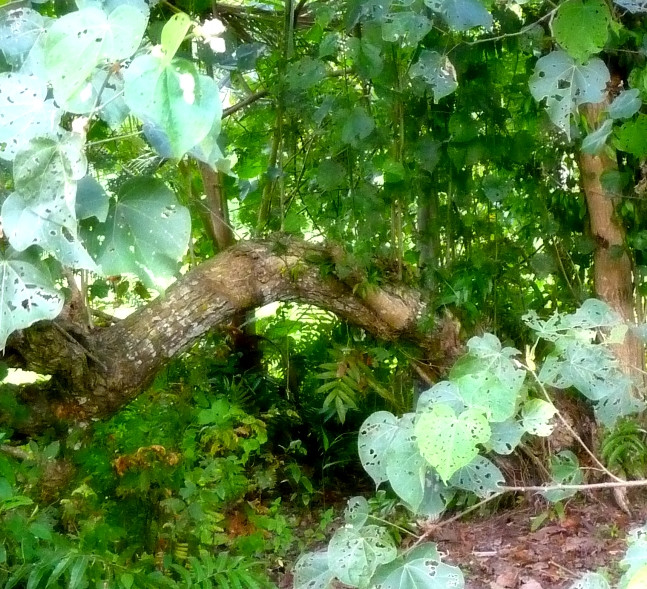 P1030145fff.jpg