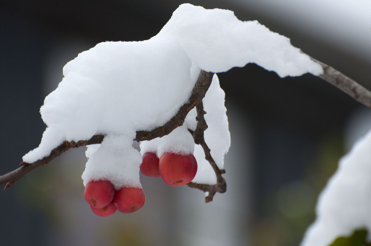 Paradiesäpfel im Schnee komp.jpg