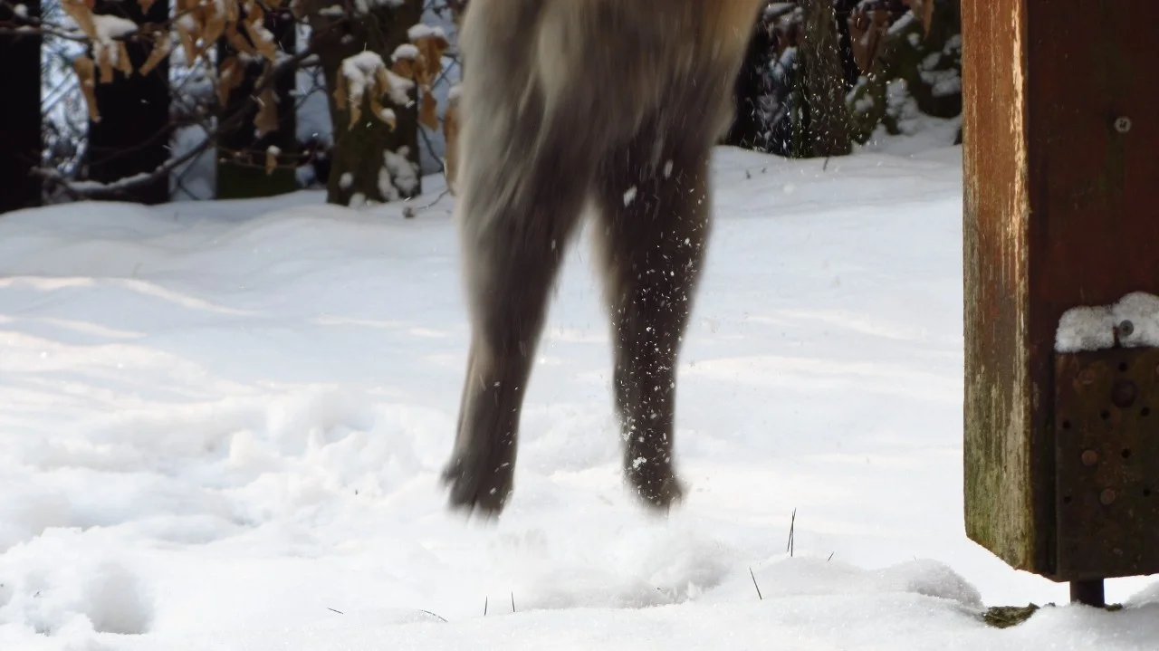 Pauline_Schnee (1).webp