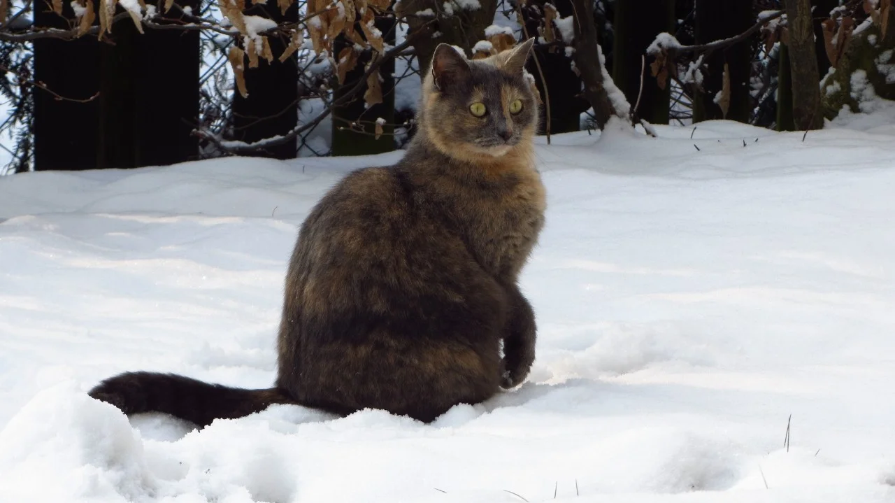 Pauline_Schnee (4).webp