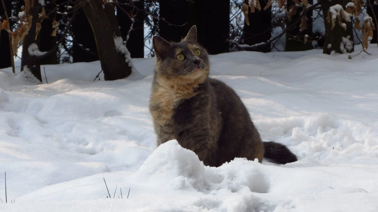 Pauline_Schnee (5).webp