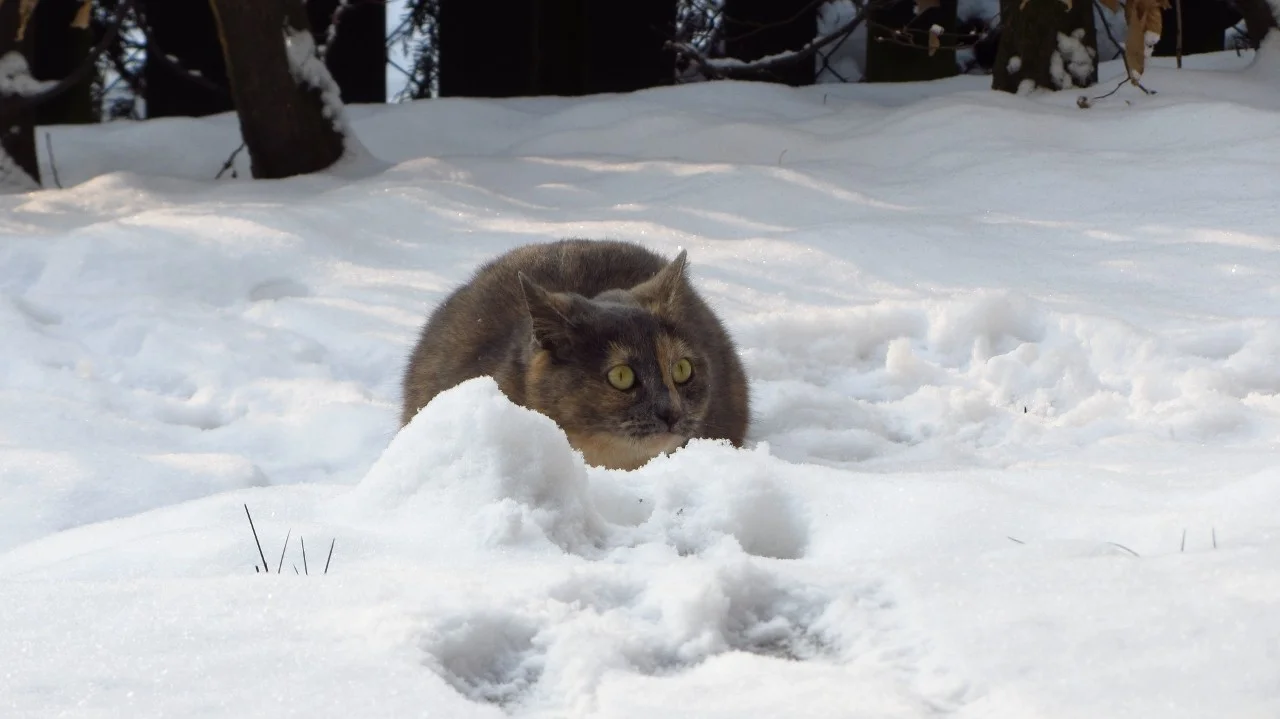 Pauline_Schnee (6).webp