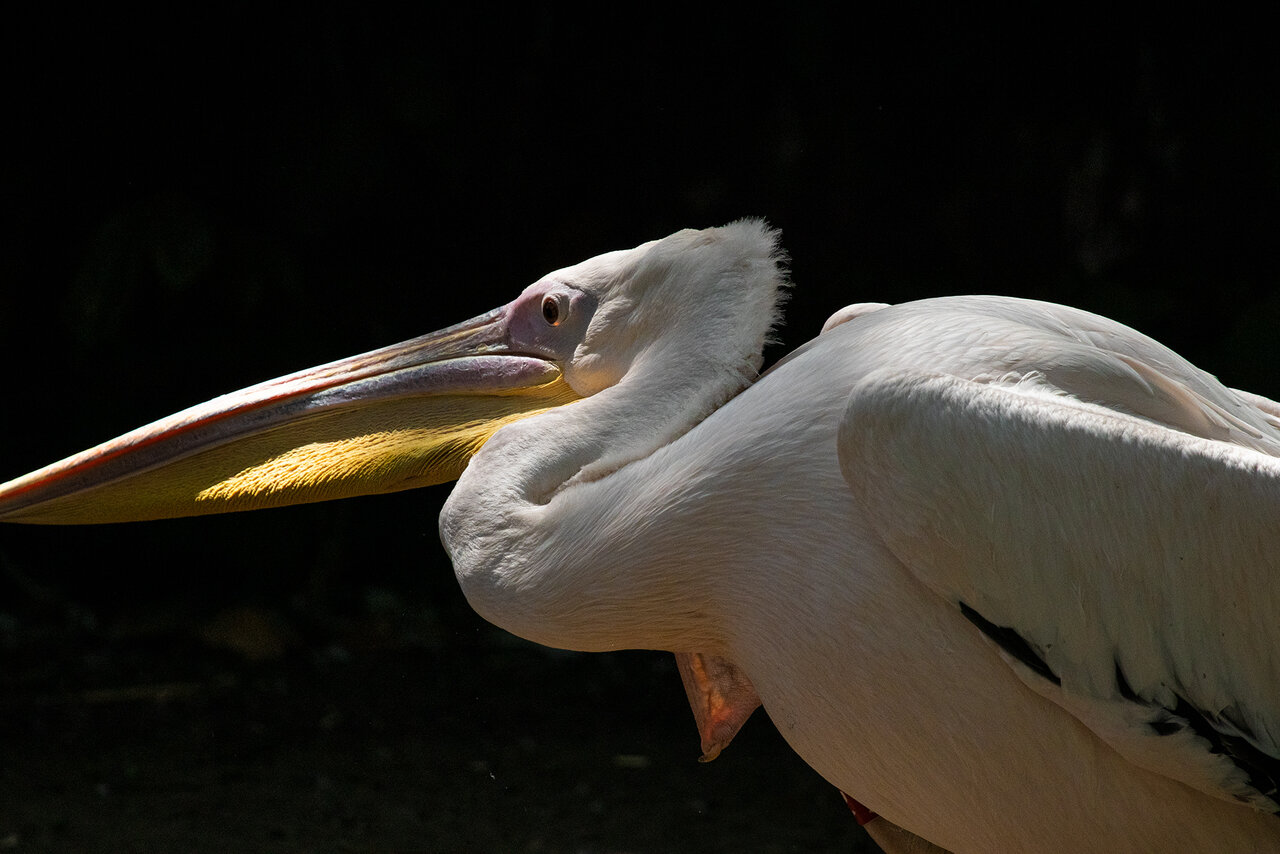 peli32.jpg