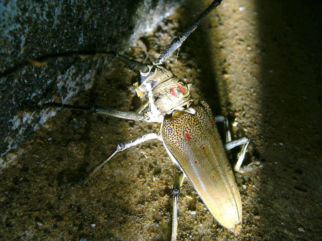 PICT0033.JPG