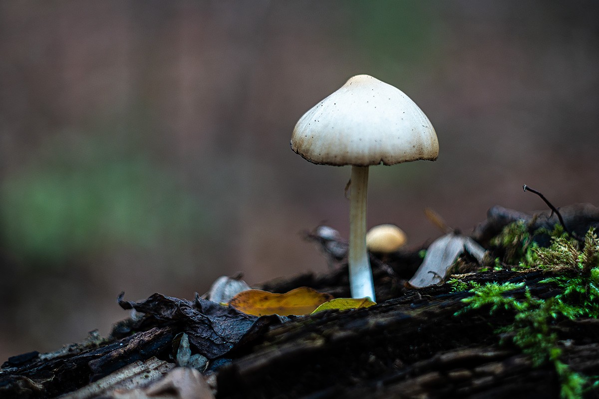 Pilz-11-2020.jpg