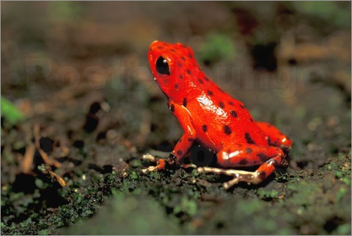 poster-roter-pfeilgiftfrosch-322511.jpg