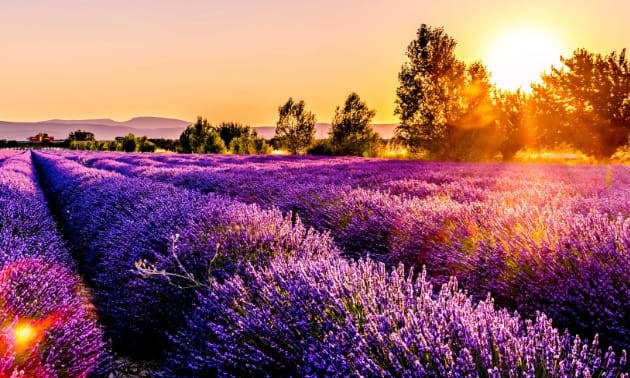 provence.jpg