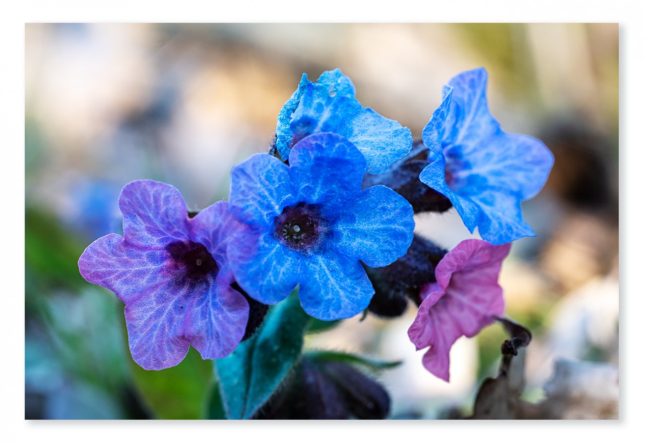 ~ pulmonaria-1200px ~.jpg
