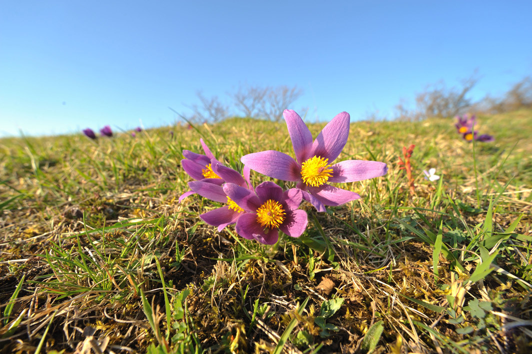PulsatillaWiese3741-web.jpg