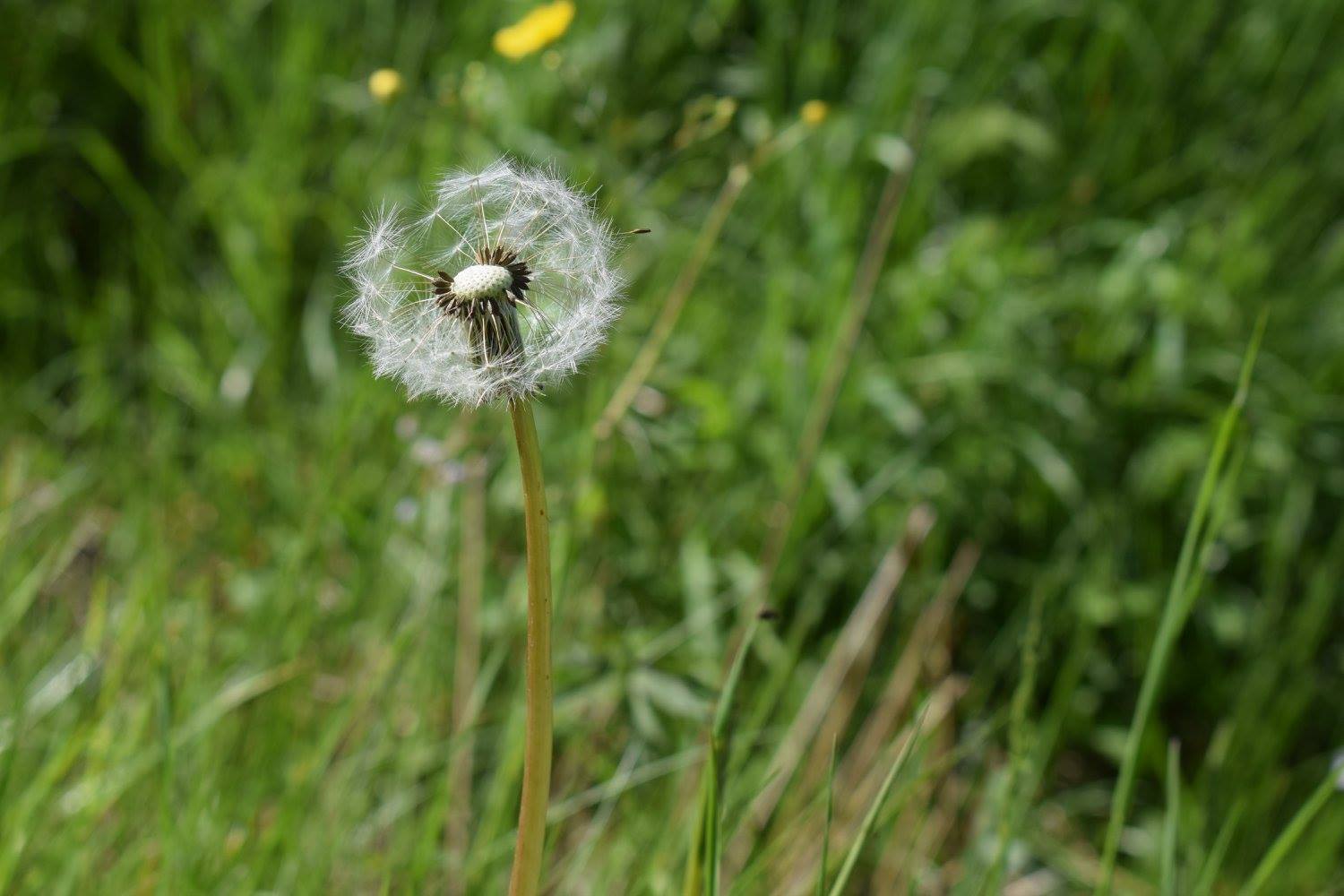 Pusteblume.jpg