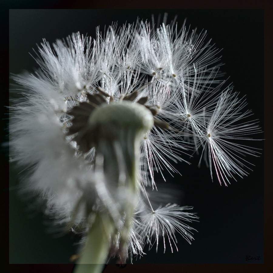 Pusteblume_01.jpg