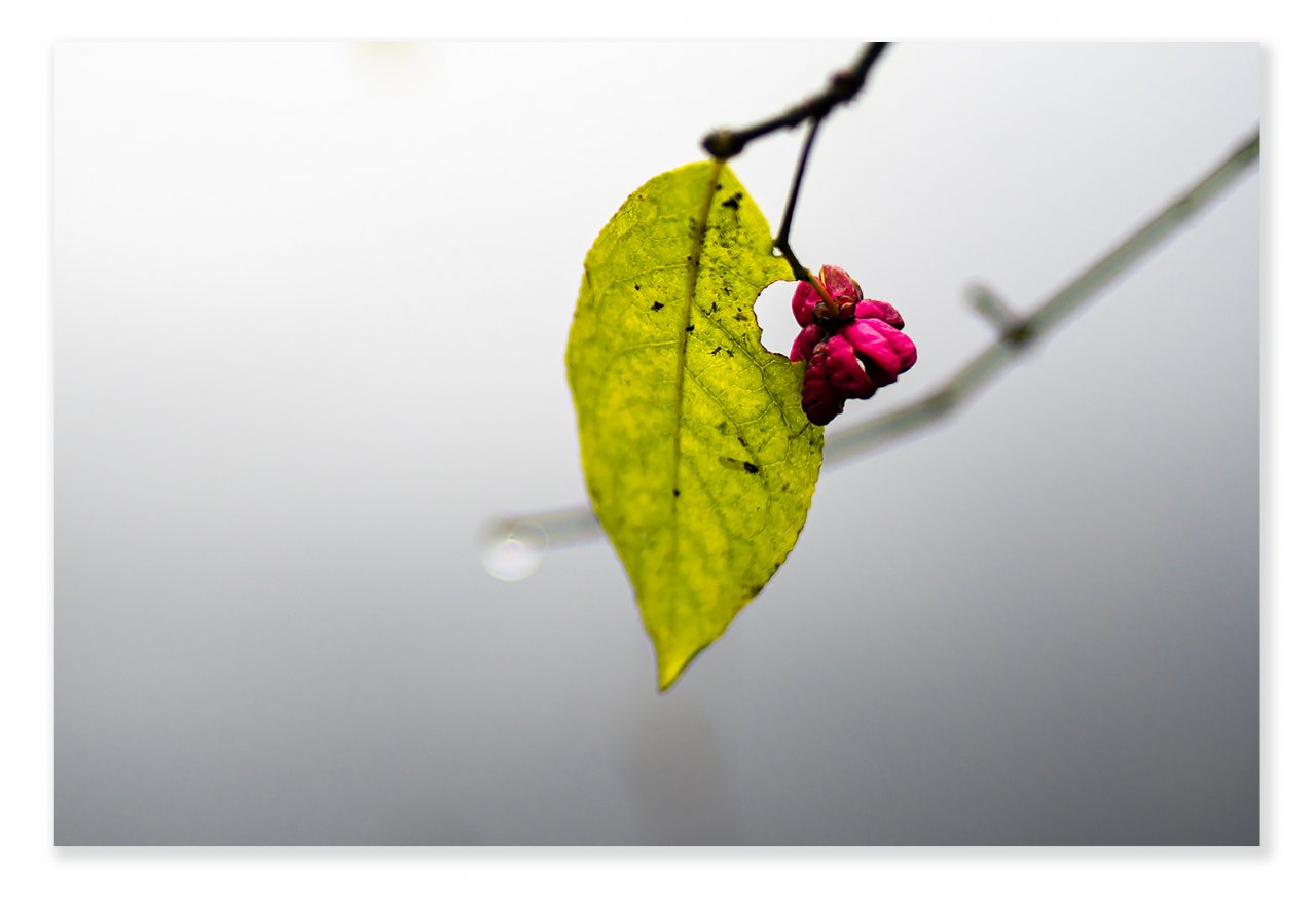 red-and-green-1400px.jpg