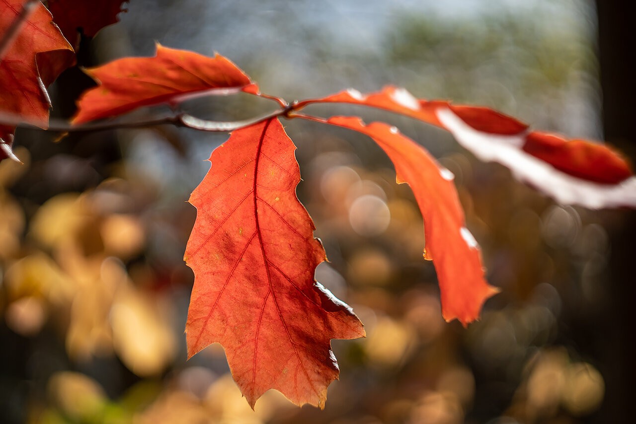 red-oak-leafs-1400px.jpg