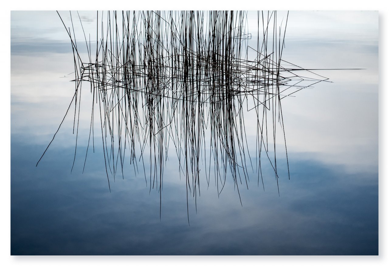 reeds-1400px.jpg