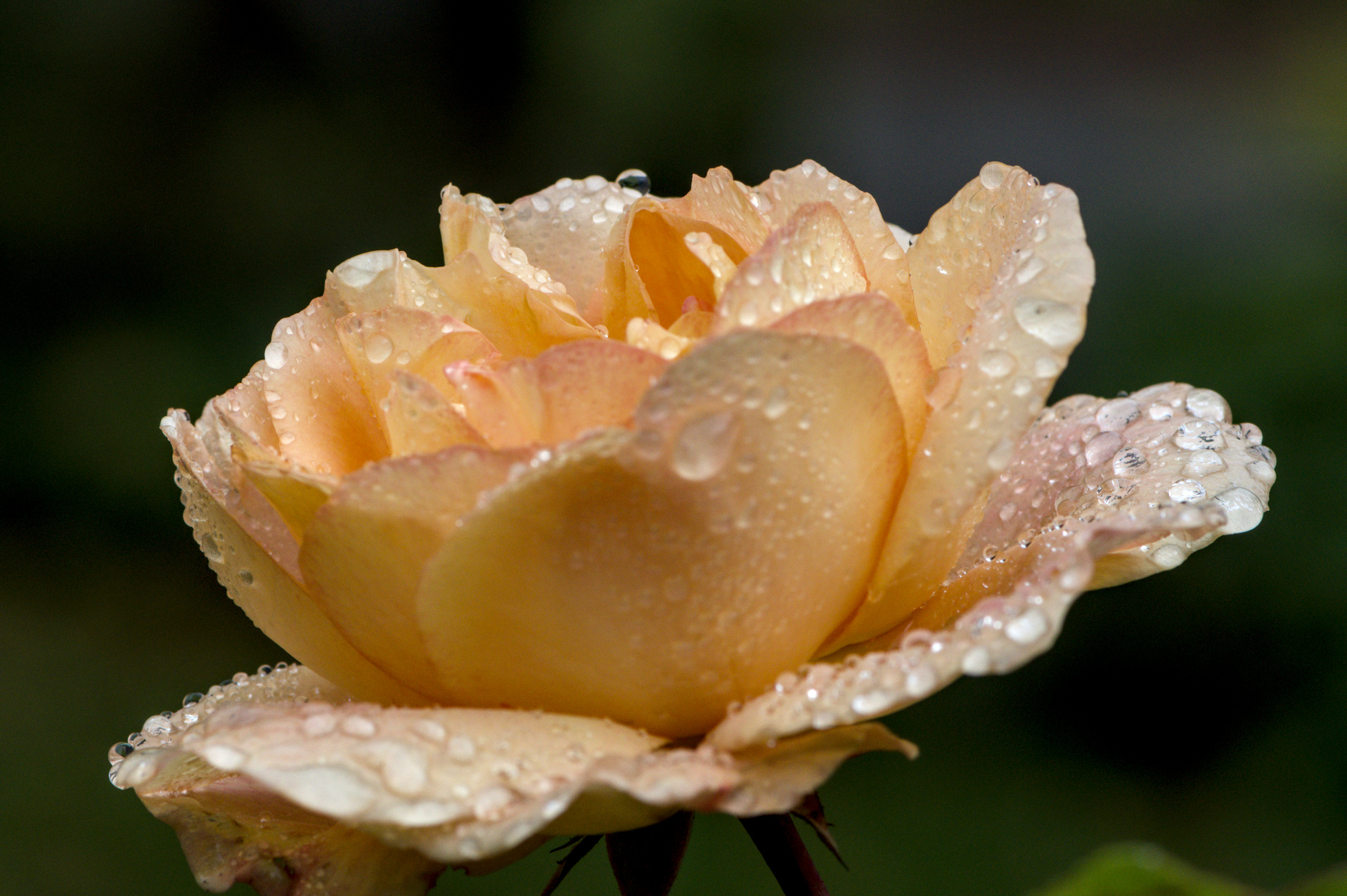 Regenrose.jpg