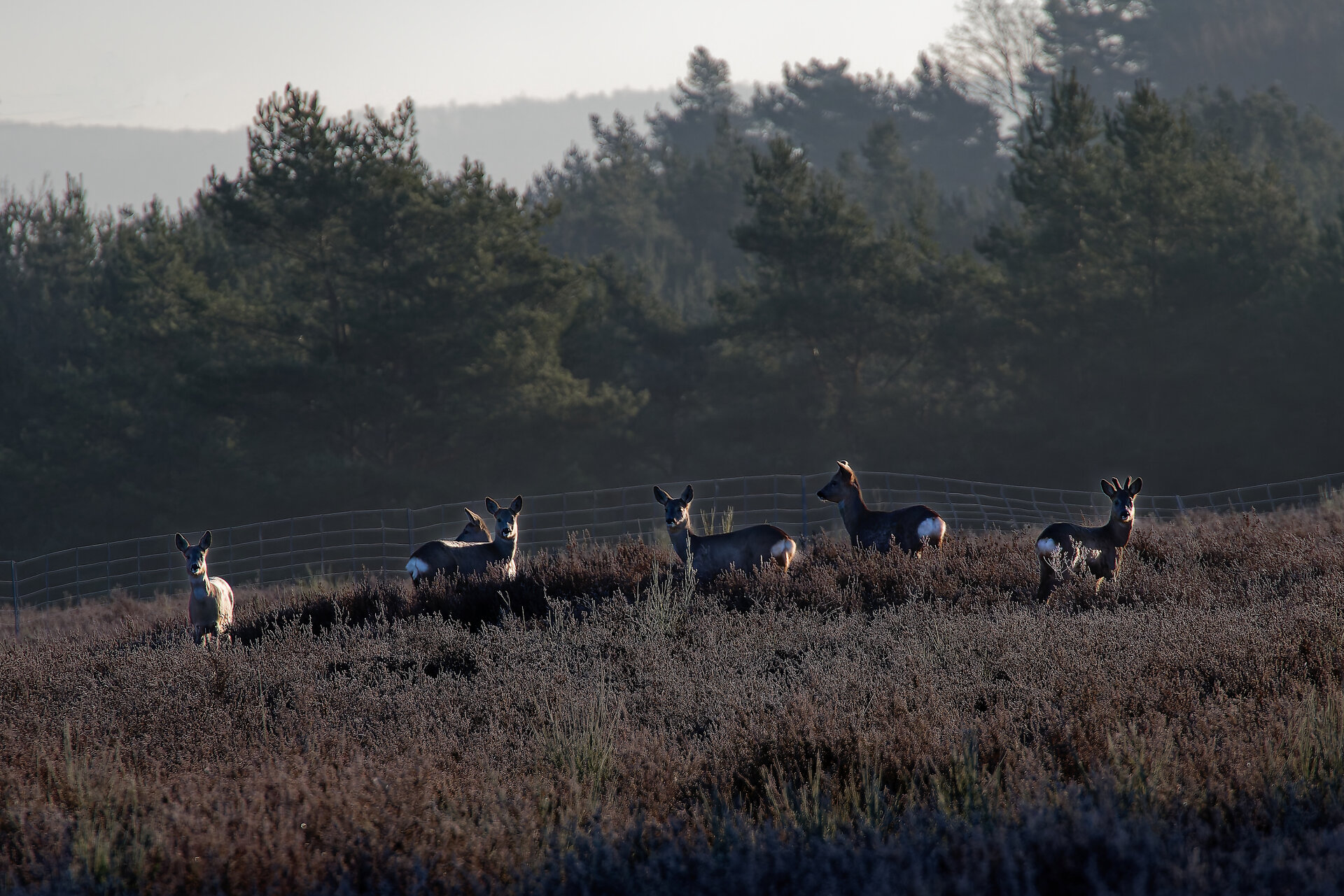 rehe im morgengrauen-1.jpg