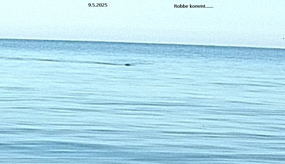 robbe11.jpg