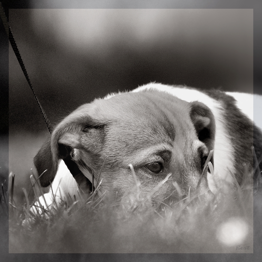 RuheHund_crop.jpg
