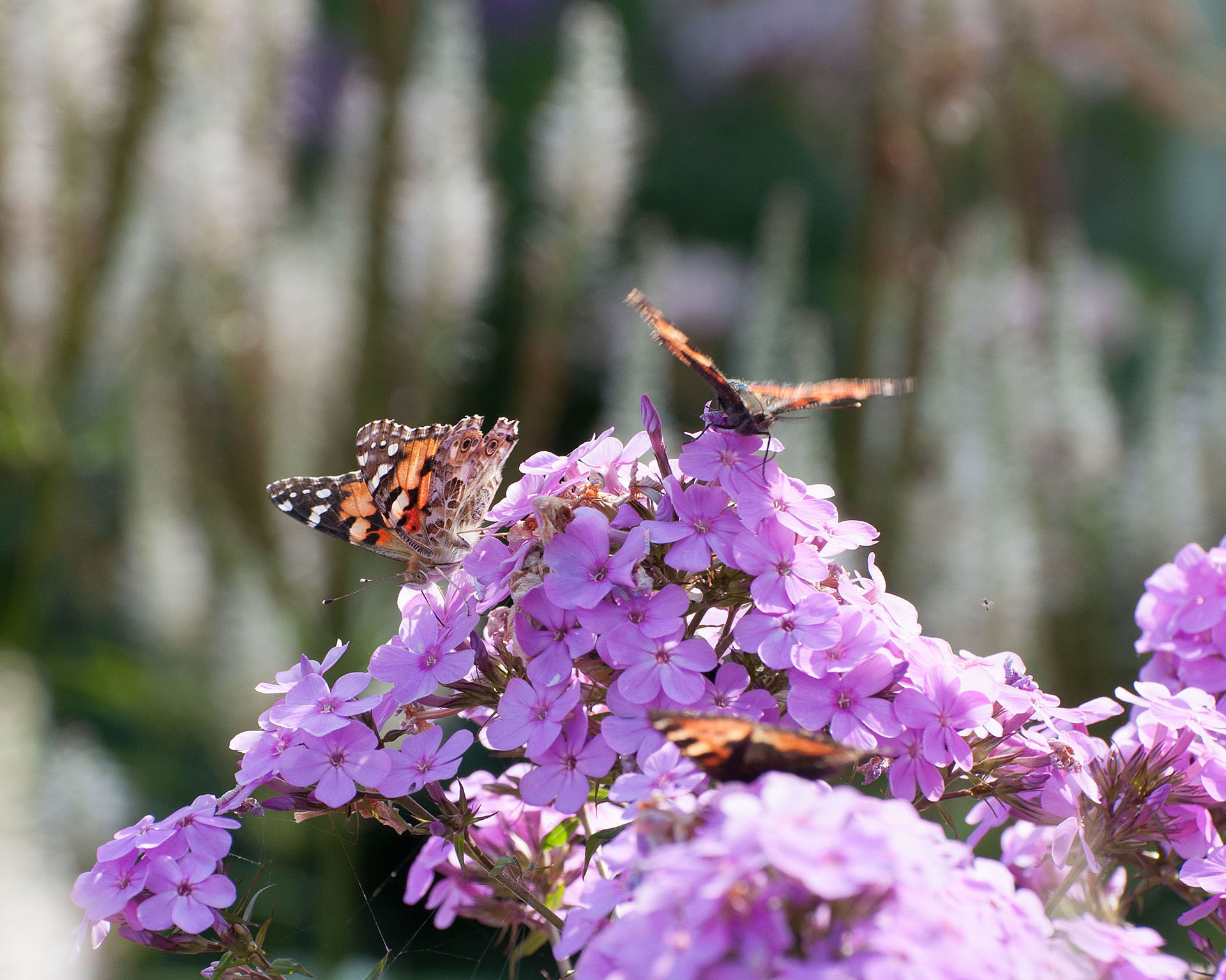 Schmetterling komp 2.jpg