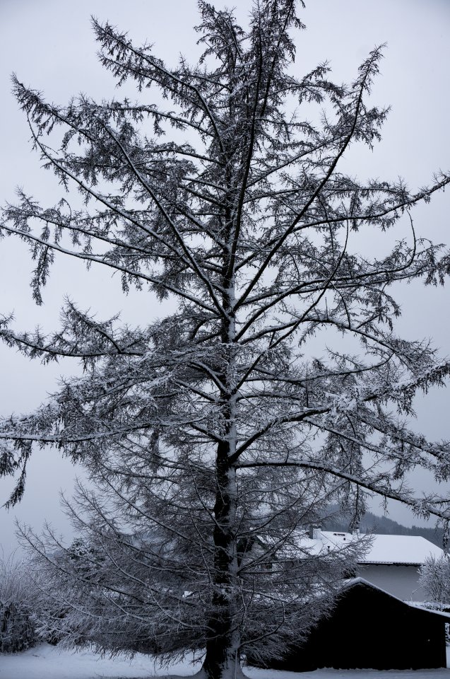 Schneebaum (1 von 1).jpg