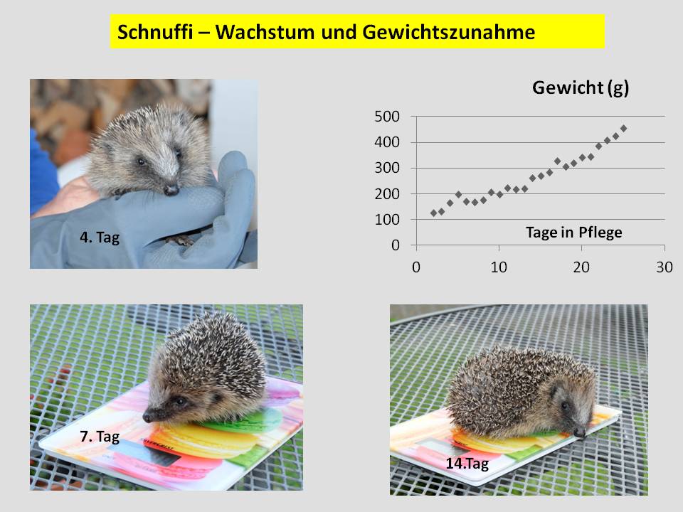 Schnuffi.jpg