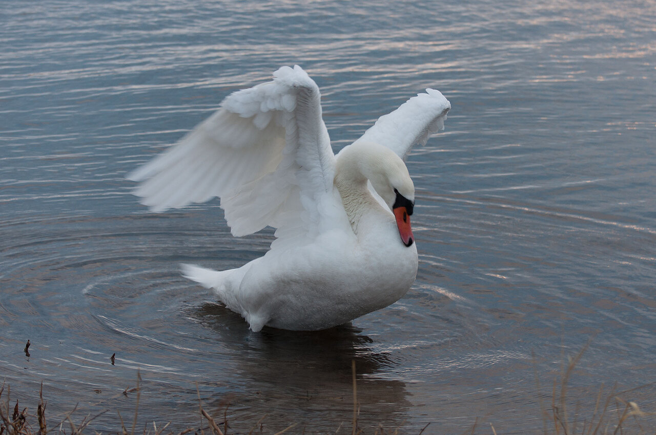 Schwan komp.jpg
