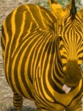 Schwarz gelbes Zebra.jpg
