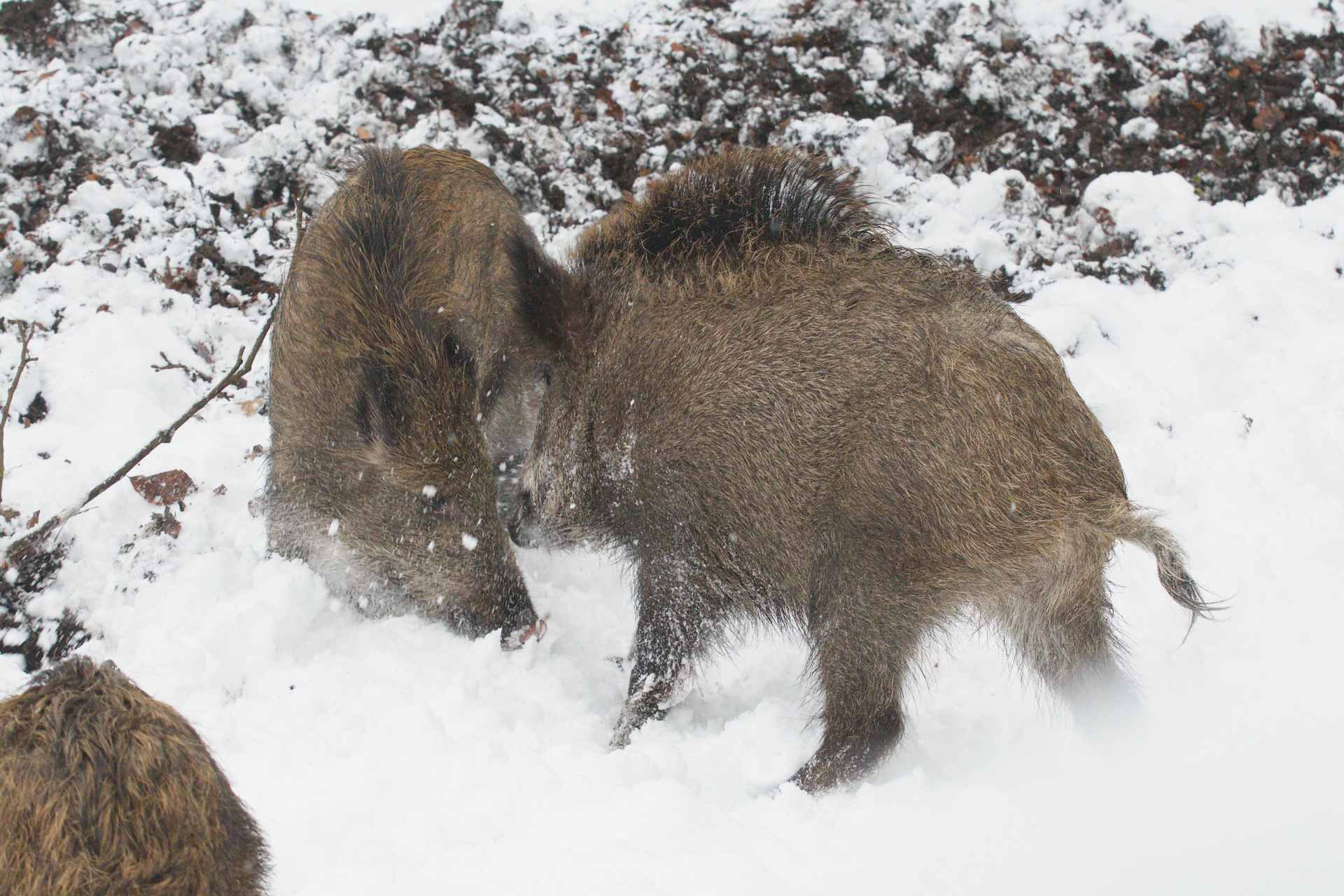 Schweinekampf 1.jpg