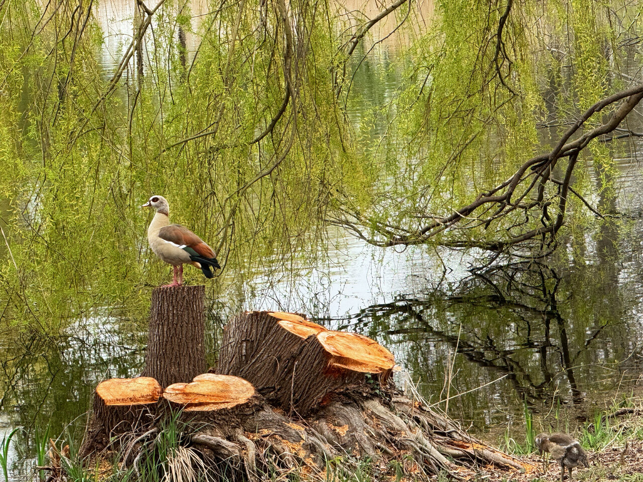 Seepark Ente.jpg