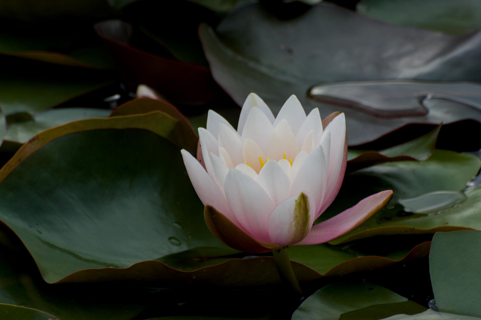 Seerose.jpg