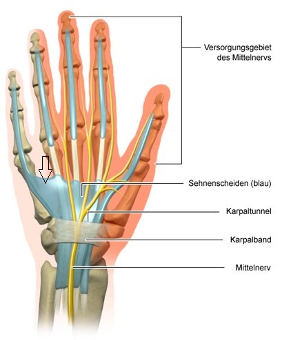 Sehnen der Hand_markiert.jpg