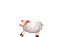 sheep-6470_128.gif