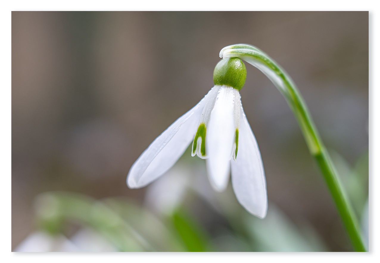 snowdrop-1200px.jpg