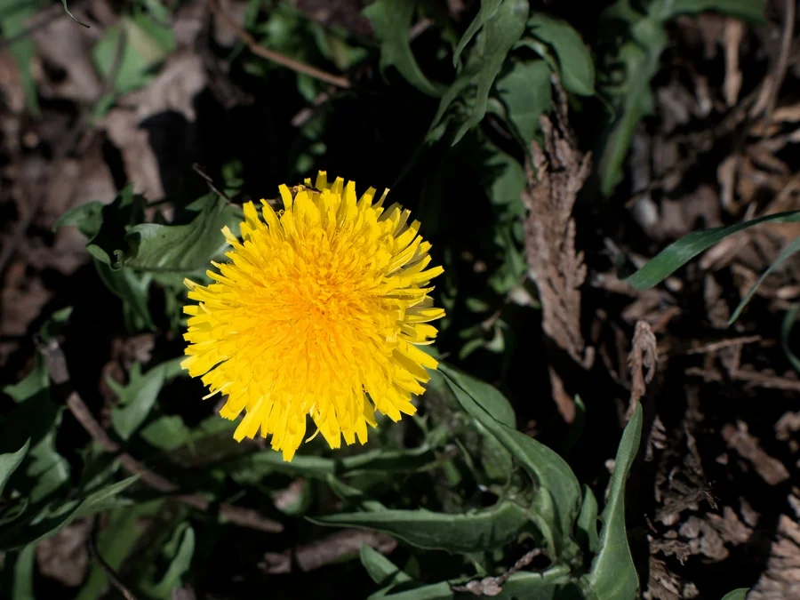 sonnenschein.webp