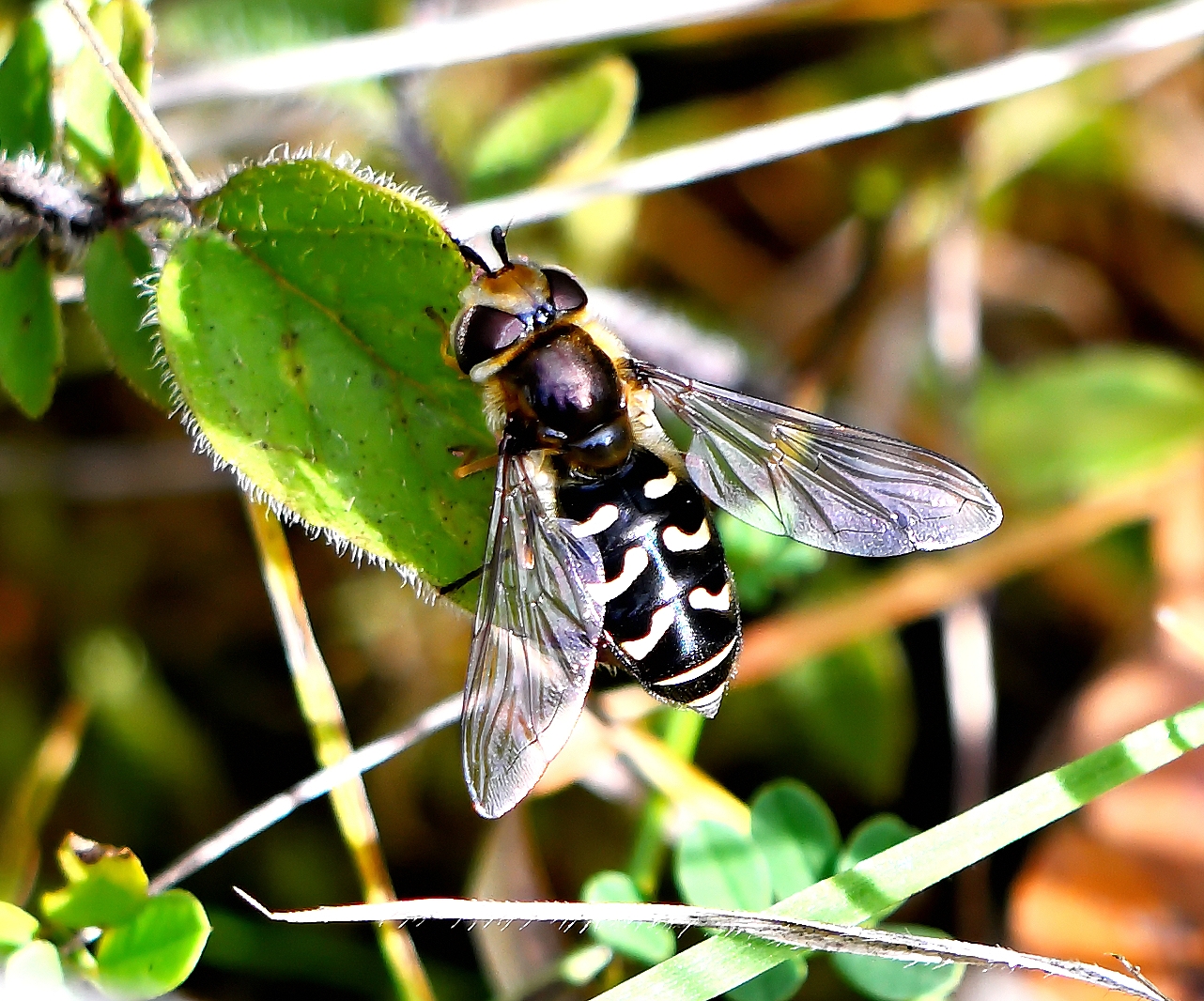 späte großstirnschwebfliege.jpg