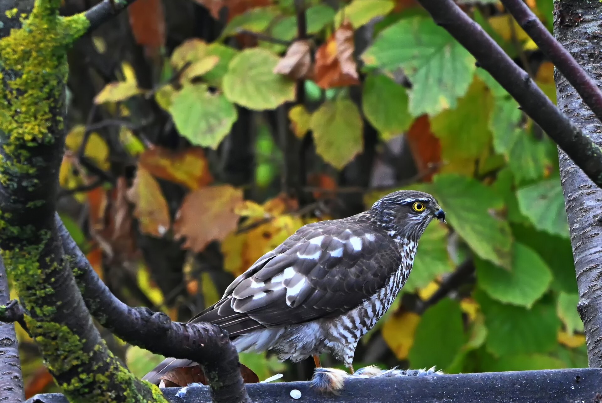 sperber garten 2.jpg