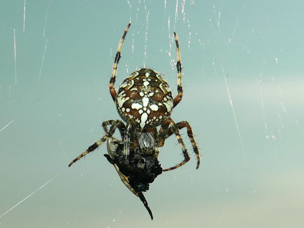 Spider.JPG