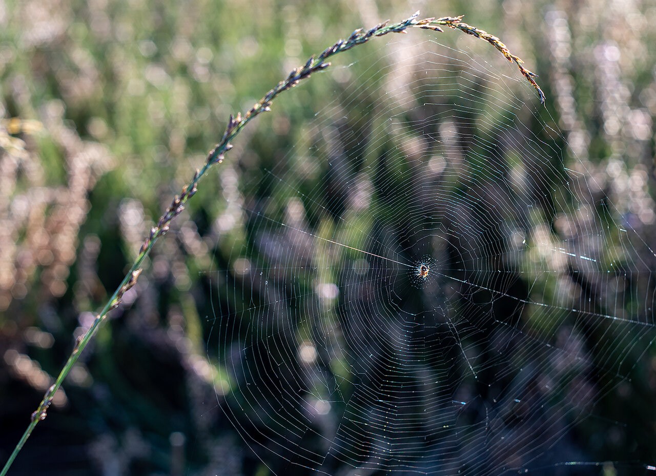 Spider-Web-1400px.jpg