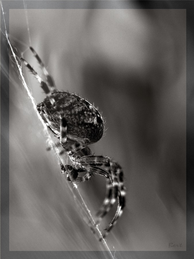 Spinne_01.jpg