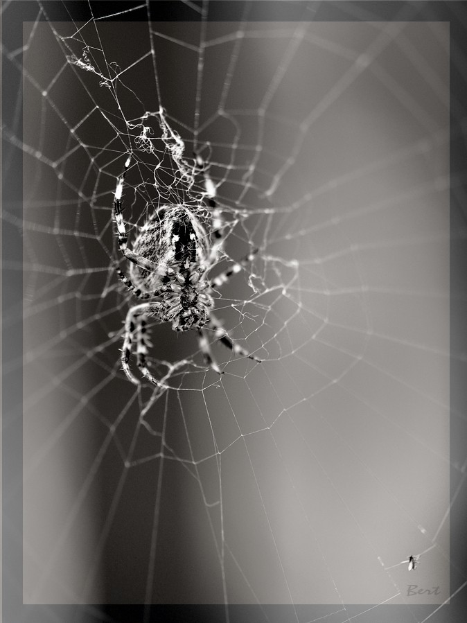 Spinne_02.jpg
