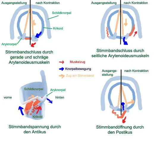 stimmschluss.webp