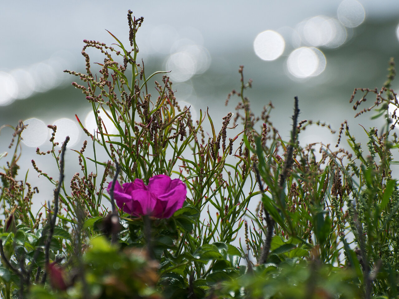 Strandrose komp.jpg